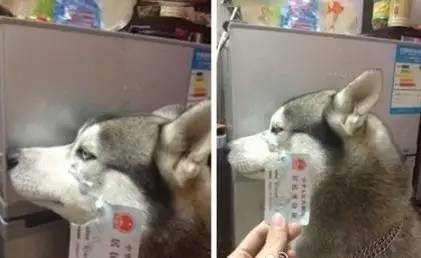 鍋氬畬鍧忎簨灏辫窇鐨勭嫍,鍋氫簡鍧忎簨瑁呭偦