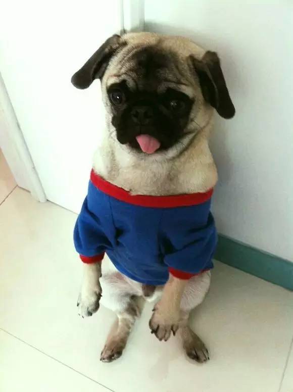 鍋氬畬鍧忎簨灏辫窇鐨勭嫍,鍋氫簡鍧忎簨瑁呭偦