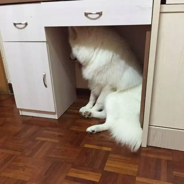 鍋氬畬鍧忎簨灏辫窇鐨勭嫍,鍋氫簡鍧忎簨瑁呭偦