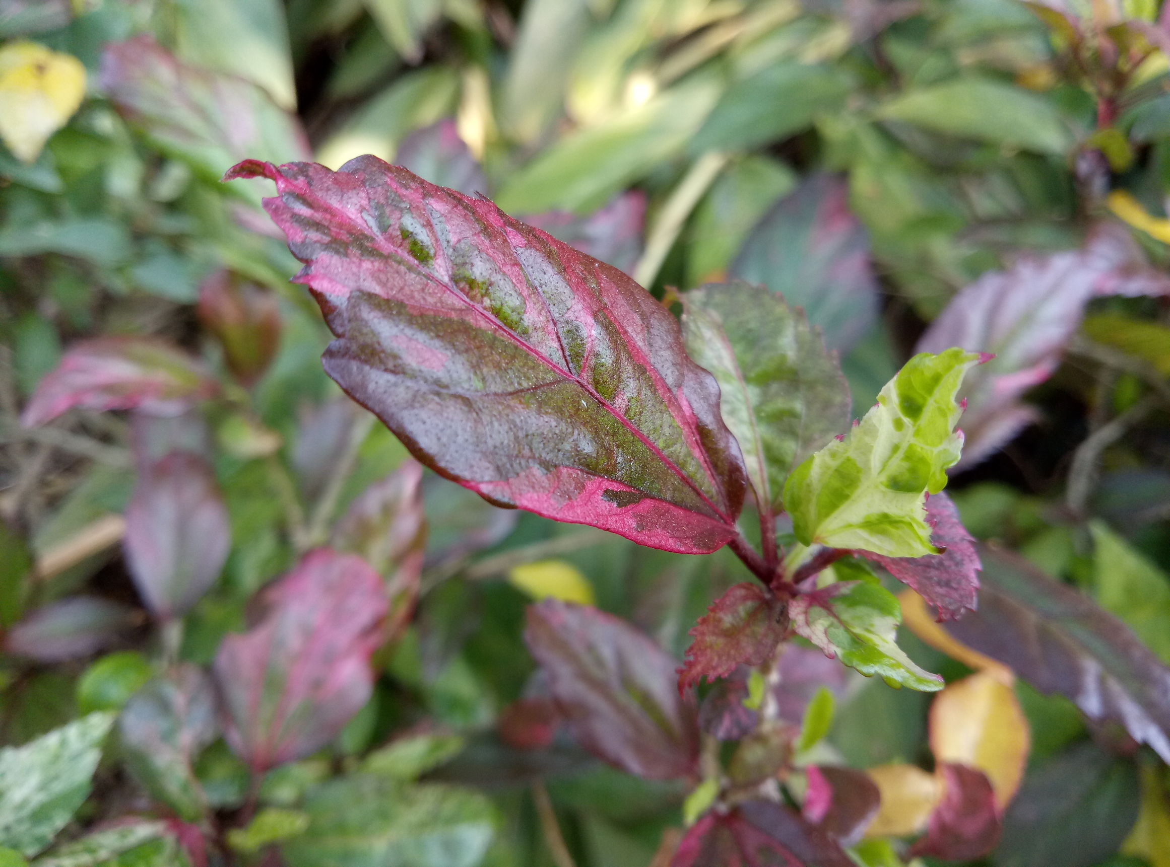 除了红米还有什么手机性价比高,魅蓝note5值得入手么