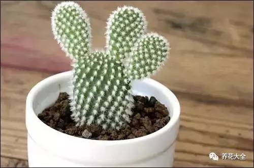 事业位置摆什么好招财,办公桌上摆什么招财助事业