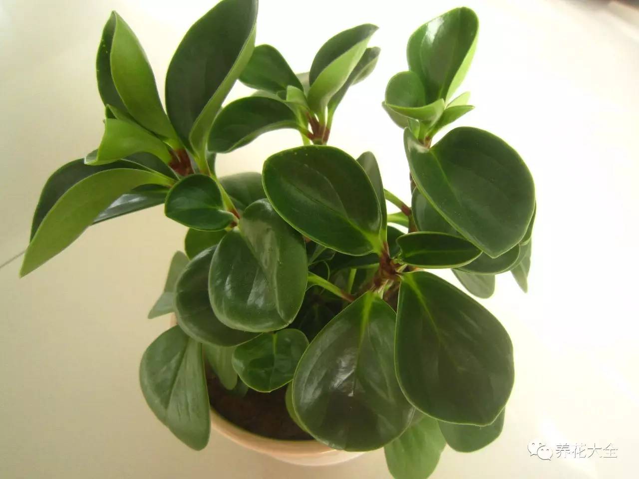 事业位置摆什么好招财,办公桌上摆什么招财助事业