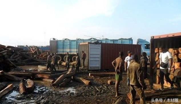 国内的木材行情和国外的木材行情,国际木材市场分析