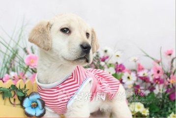 防止狗狗冬天生病的方法,冬天狗狗洗澡会感冒吗