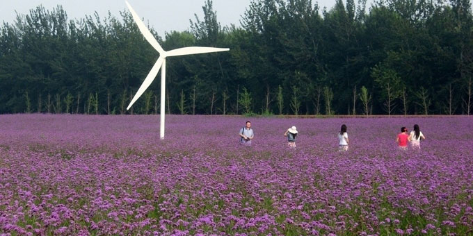 离这里最近的薰衣草庄园,中国最浪漫的地方薰衣草