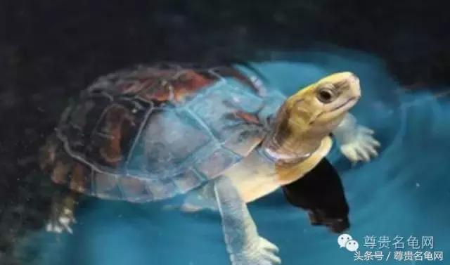 各种乌龟的详细介绍,你们见过的四种乌龟
