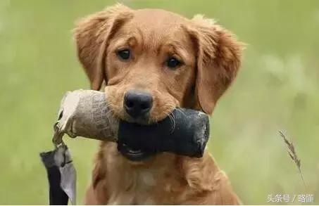 铲屎官有哪些烦恼,铲屎官的烦恼金毛