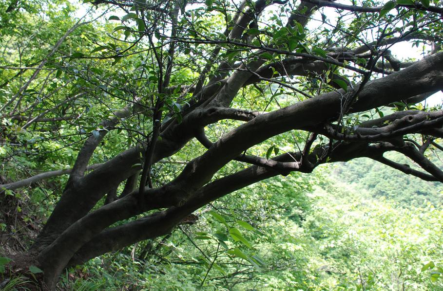 怎么区分乔木是落叶还是常绿,如何分辨台地茶和乔木茶