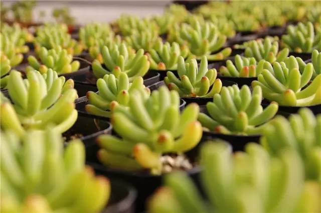 12月23号开幕啦！冰雪奇缘圣诞狂欢！中西合璧庙会美食啥都有