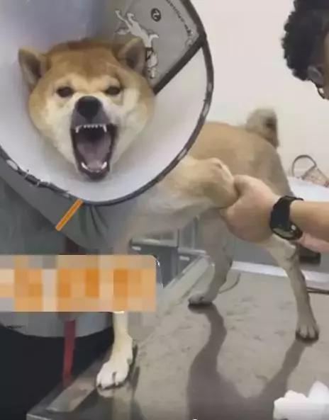 什么狗养起来便宜又不臭,什么狗养起来最省力