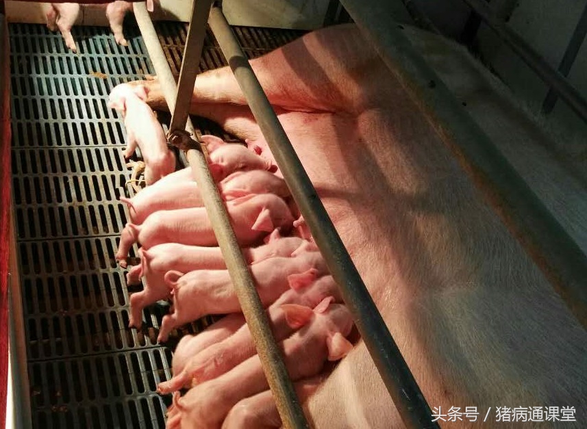 弄清这几点轻松挣钱,养好母猪的关键三点做好就能赚钱