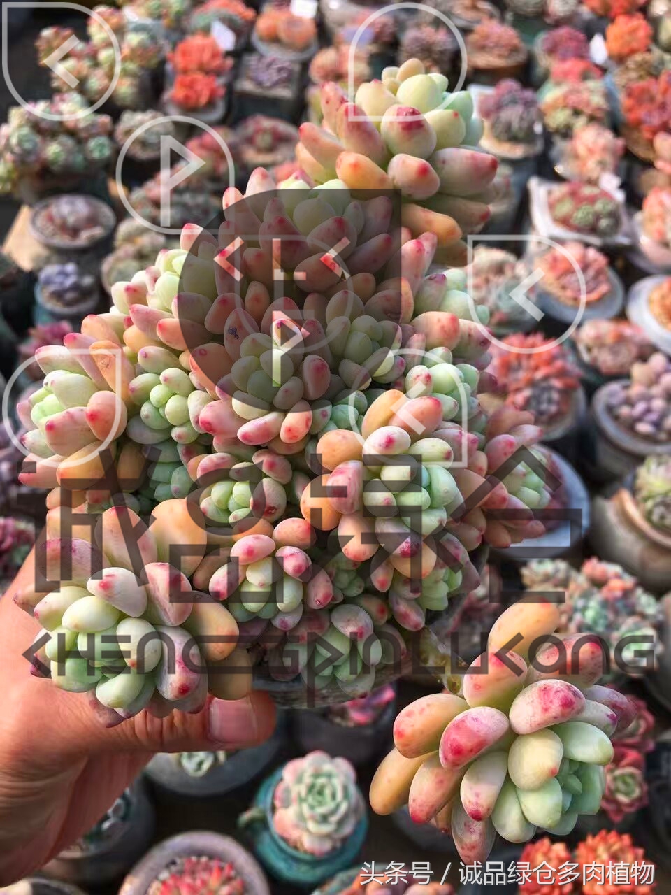 多肉植物大棚直播,密斯达多肉大棚视频