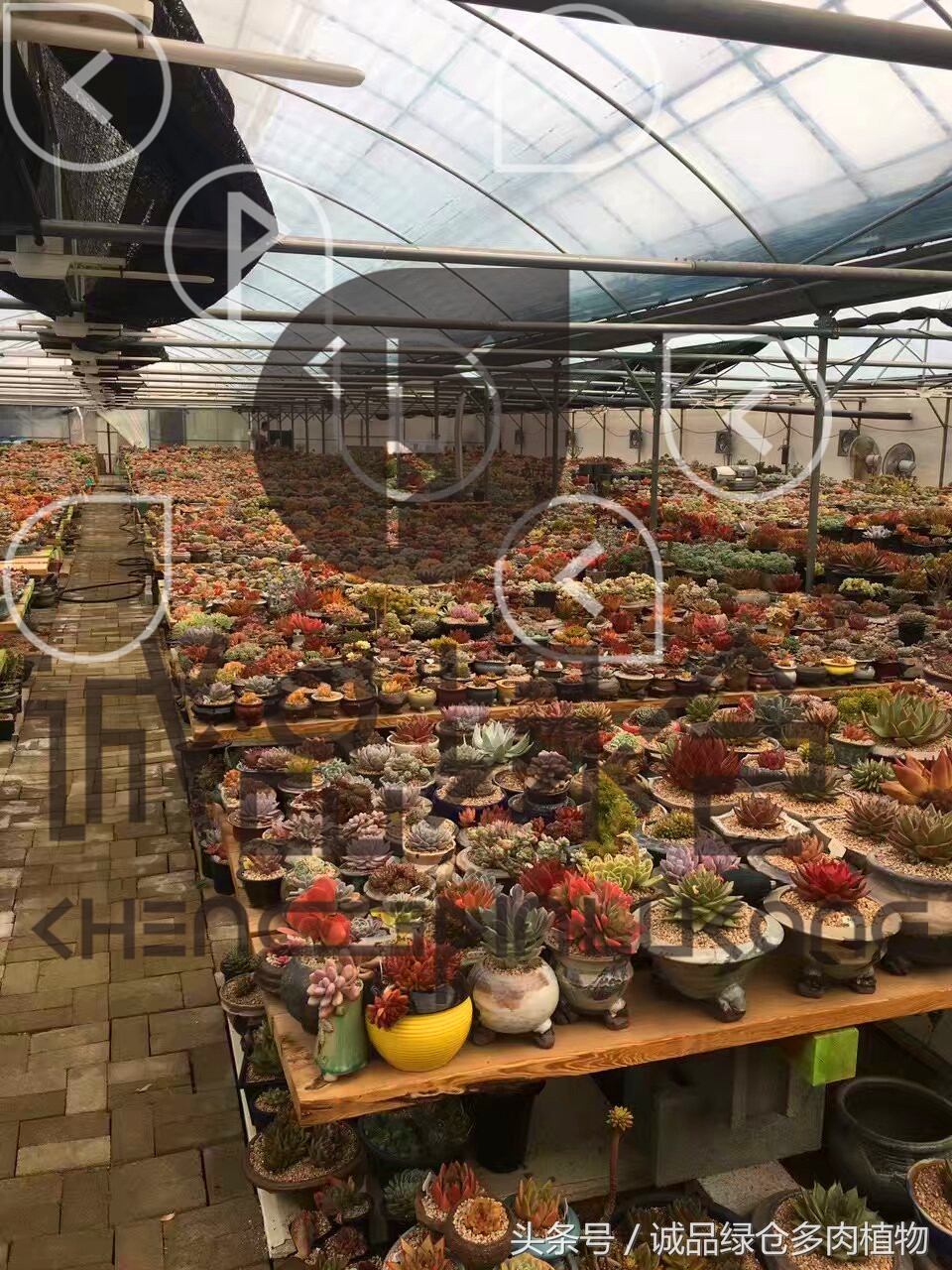 多肉植物大棚直播,密斯达多肉大棚视频