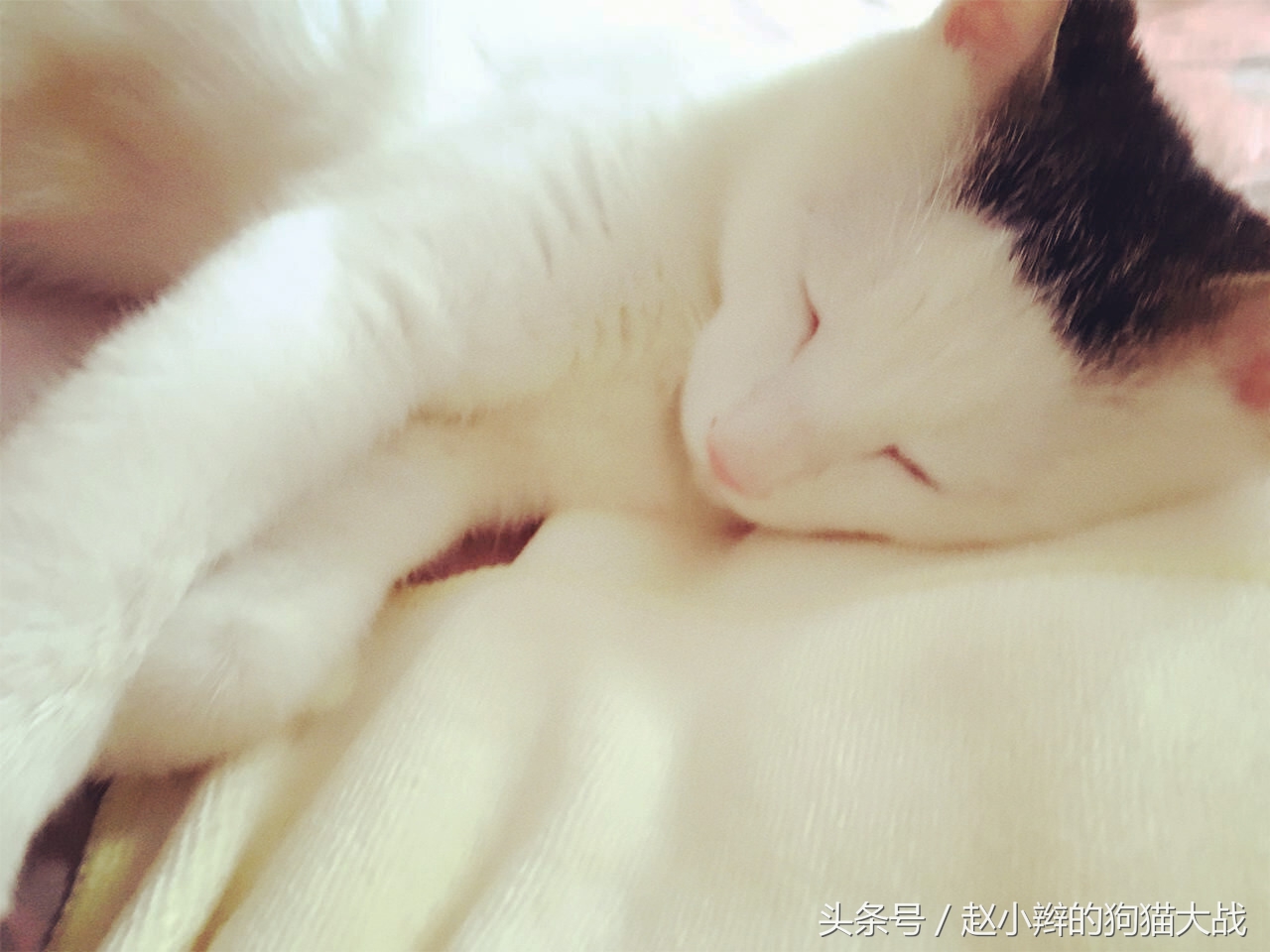 喵星人和主人睡一起,喵星人有多种情绪