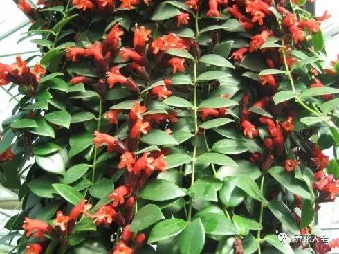 吊兰的种类有哪些哪种适合室内养 (10种公认最好养的花吊兰)