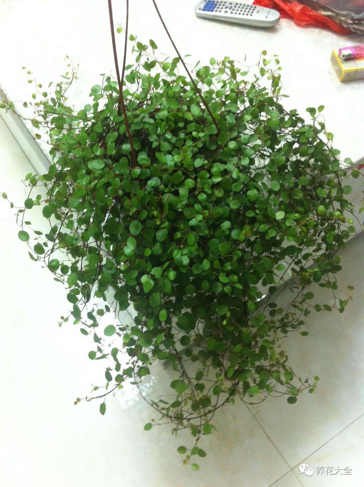 吊兰的种类有哪些哪种适合室内养 (10种公认最好养的花吊兰)