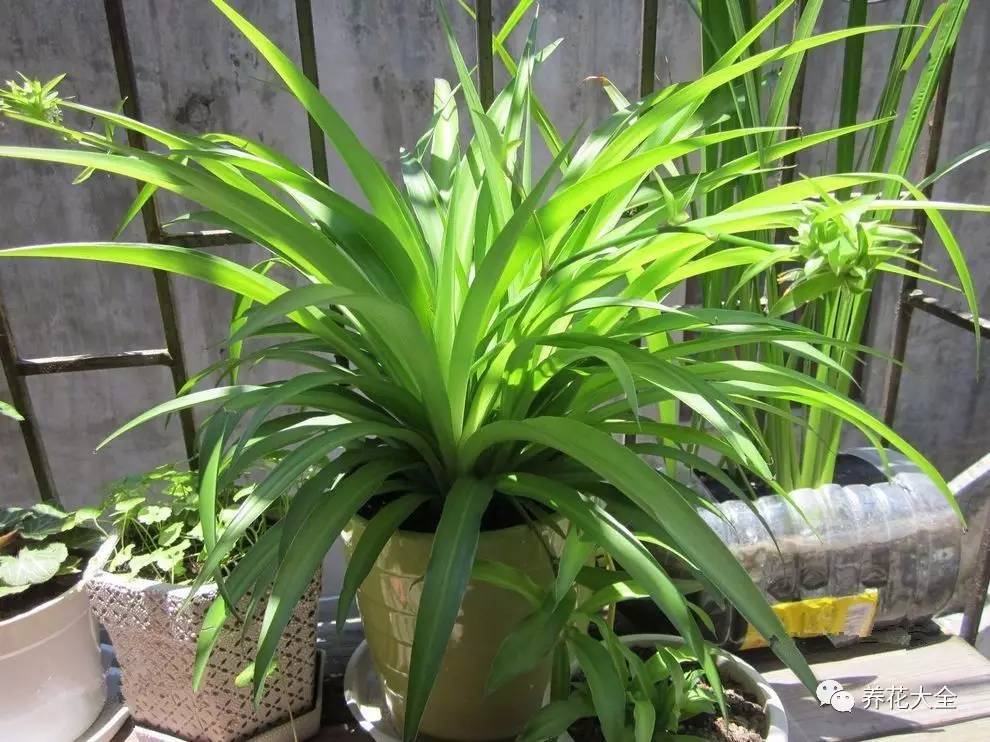 吊兰的种类有哪些哪种适合室内养 (10种公认最好养的花吊兰)