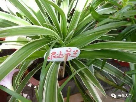 吊兰的种类有哪些哪种适合室内养 (10种公认最好养的花吊兰)