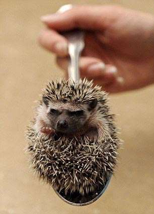 异宠:刺猬界的侏儒——非洲迷你刺猬