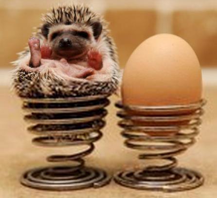 异宠:刺猬界的侏儒——非洲迷你刺猬