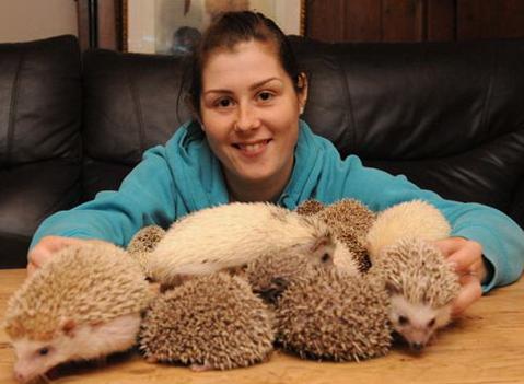 异宠:刺猬界的侏儒——非洲迷你刺猬