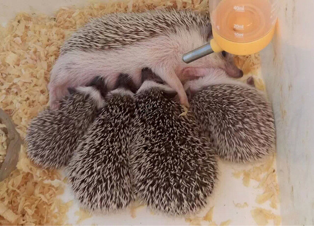 异宠:刺猬界的侏儒——非洲迷你刺猬