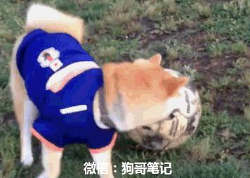 柴犬狗狗笑萌表情,柴犬狗狗才艺训练