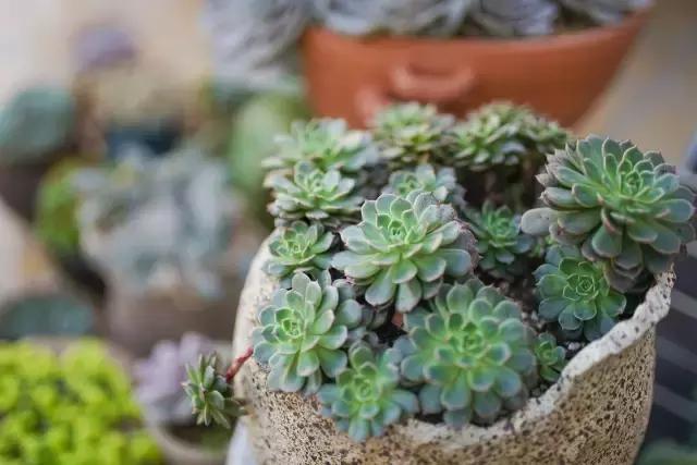澶氳倝妞嶇墿椁愬惂,妤奸《澶氳倝鑺卞洯椁愬巺