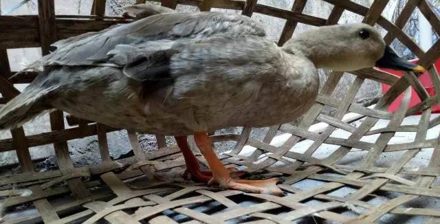 澶氳倝妞嶇墿椁愬惂,妤奸《澶氳倝鑺卞洯椁愬巺