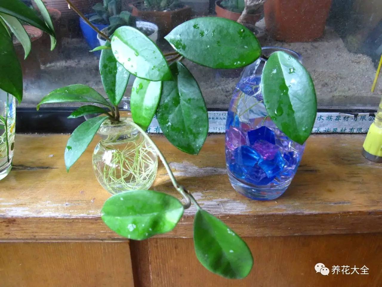 在家怎样水培种植物,50种水生植物最好养的水培花