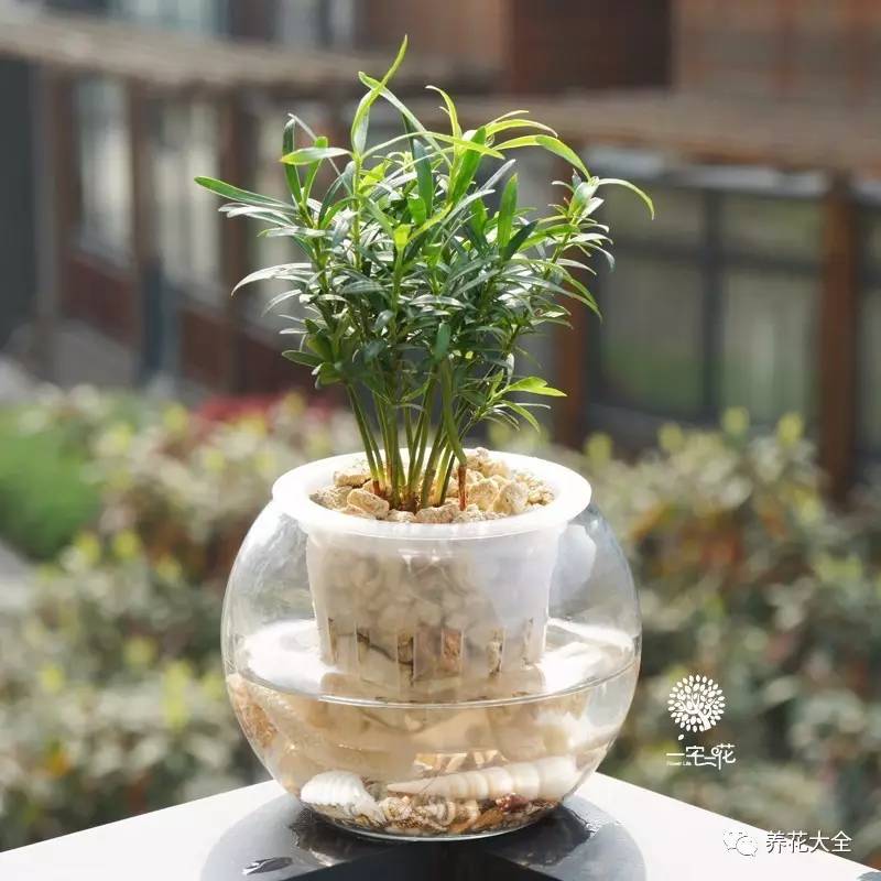 在家怎样水培种植物,50种水生植物最好养的水培花