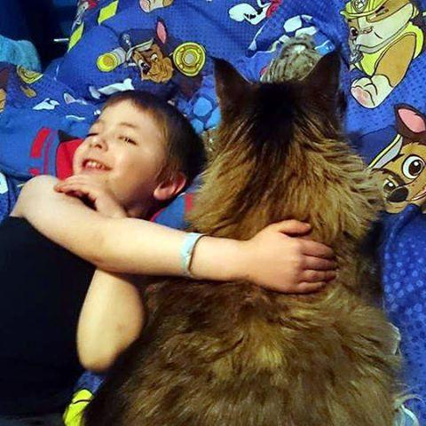 世界上最大的十种猫排名,打破吉尼斯纪录的猫