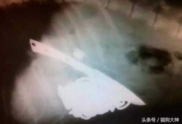 你莫名其妙找不到的东西，可能都在你家狗狗肚子里