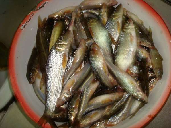 野钓鲫鱼打串钩自制竿架,老钓鱼人传授自制串钩和海竿架