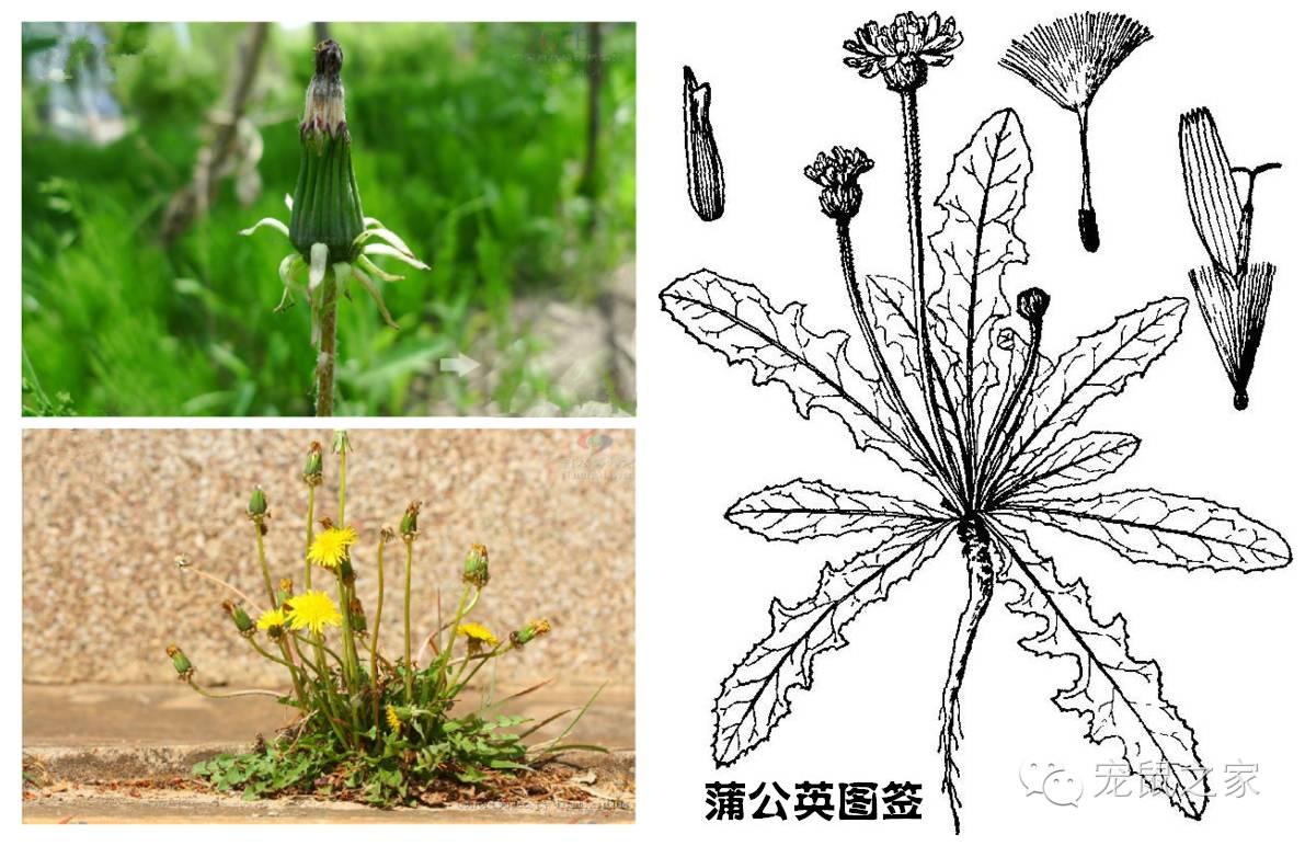缇庨澶╀笅鍏荤敓澶у笀,缇庨澶╀笅棣欑尓