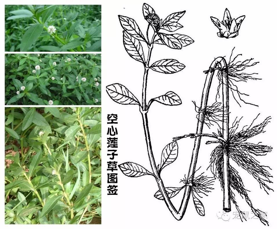 缇庨澶╀笅鍏荤敓澶у笀,缇庨澶╀笅棣欑尓