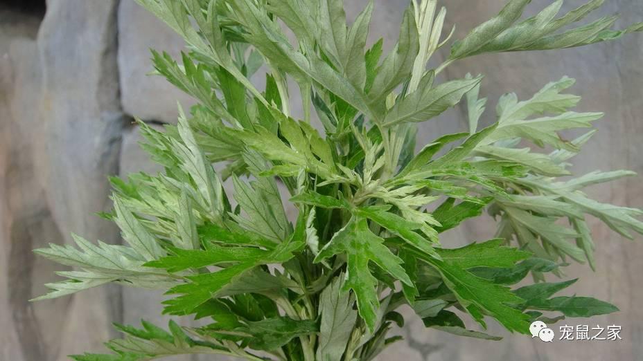 缇庨澶╀笅鍏荤敓澶у笀,缇庨澶╀笅棣欑尓