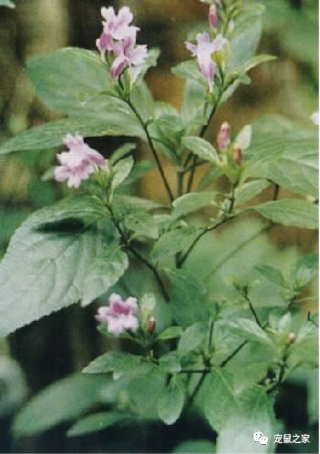 缇庨澶╀笅鍏荤敓澶у笀,缇庨澶╀笅棣欑尓