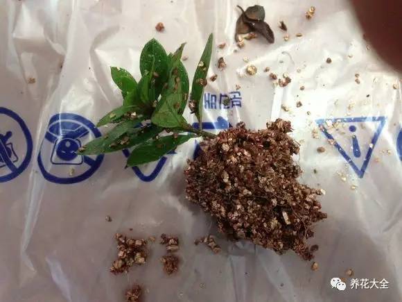 快死的花埋沙里能救活吗,快死的花