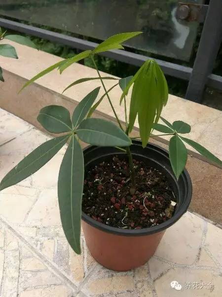 快死的花埋沙里能救活吗,快死的花