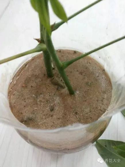 快死的花埋沙里能救活吗,快死的花