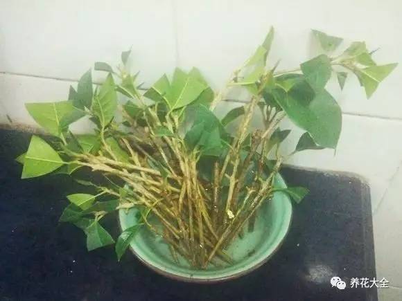 快死的花埋沙里能救活吗,快死的花