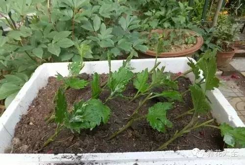 快死的花埋沙里能救活吗,快死的花