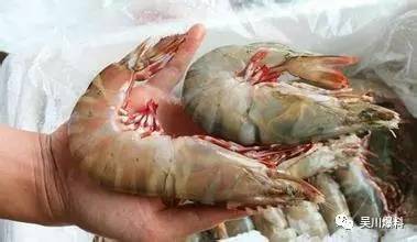 千万不要离开吴川，因为你会活不下去！