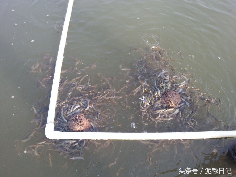 养泥鳅的基本知识有哪些内容,养泥鳅十大忠告