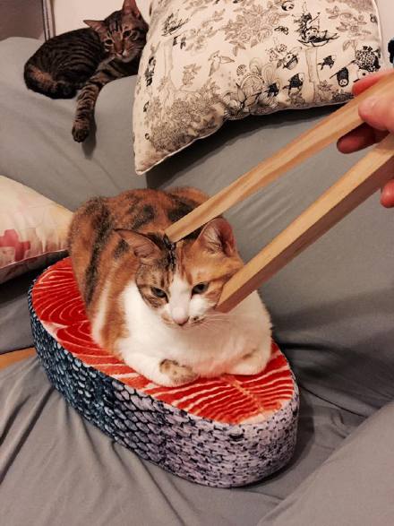 就算打不过你，我也依然是骄傲的小公举