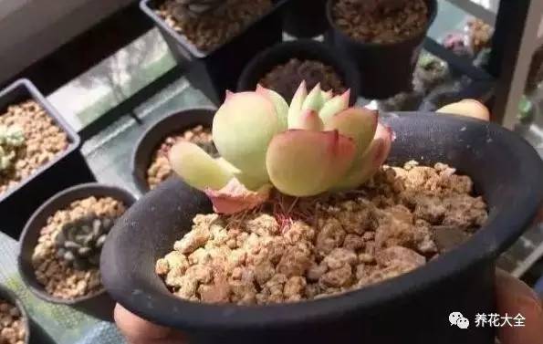 多肉老是长气根怎么办,多肉为什么生气