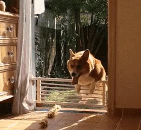 一梦谈狗：养一只公狗和养一只母狗的差距这么大你投票给谁？