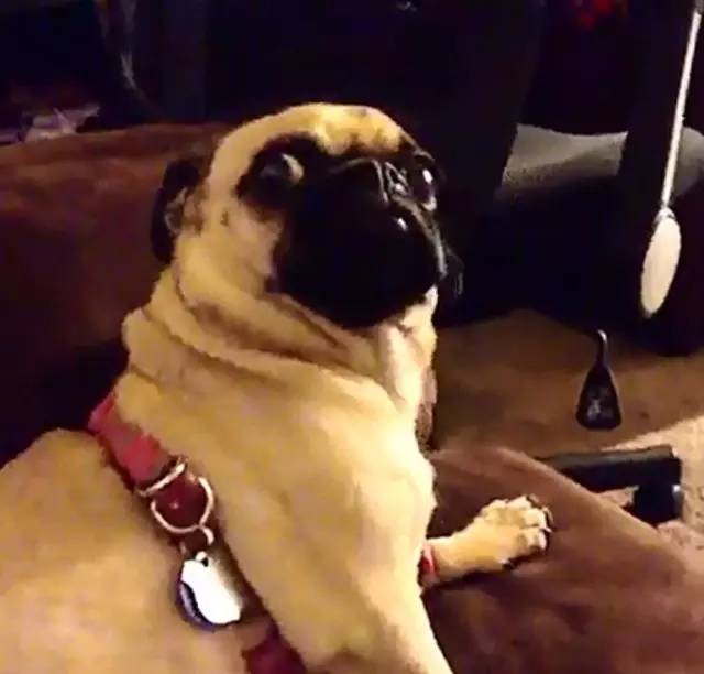 鍋氬畬鍧忎簨灏辫窇鐨勭嫍,鍋氫簡鍧忎簨瑁呭偦