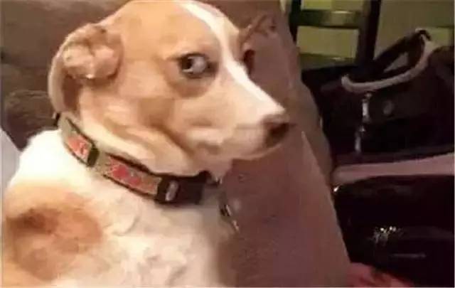 鍋氬畬鍧忎簨灏辫窇鐨勭嫍,鍋氫簡鍧忎簨瑁呭偦